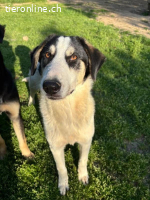 Woo - Wundervoller Junghund sucht Geborgenheit