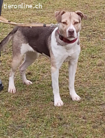 Wunderschöne Nena sucht dringend ein Zuhause