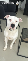 Wunderschöner Dogo Argentino sucht dringend ein Zuhause