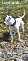Wunderschöner Dogo Argentino sucht dringend ein Zuhause