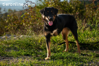 Wundervolle Missy (2 Jahre)  sucht ihr Für-immer-Zuhause