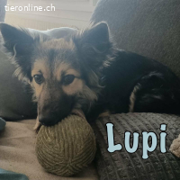 Reserviert - Lupi ist bereit für Familie mit Feingefühl