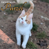 RESERVIERT - Wundervoller Purzel wünscht sich ein Zuhause