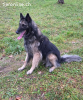 Wusa – ein sportlicher Herzenshund