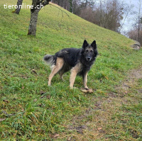 Wusa – ein sportlicher Herzenshund