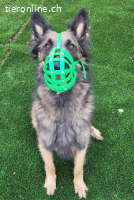 Wusa – ein sportlicher Herzenshund