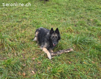 Wusa – ein sportlicher Herzenshund