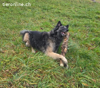 Wusa – ein sportlicher Herzenshund