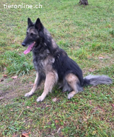 Wusa – ein sportlicher Herzenshund