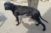 Xaphira, freundliche lieb, sanfte und menschenbezogen