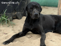 Xaphira, freundliche lieb, sanfte und menschenbezogen