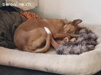 Xenon – freundlich und bereit für einen behutsamen Neuanfang