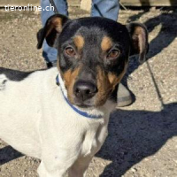 Yago -  fröhlicher Herzenshund sucht sein Zuhause