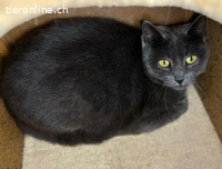 Yanara - unsere mystische graue Schönheit