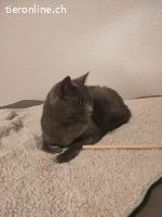 Yanara - unsere mystische graue Schönheit