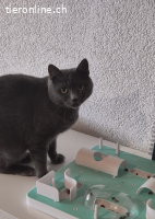 Yanara - unsere mystische graue Schönheit