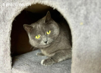 Yanara - unsere mystische graue Schönheit