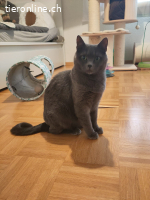 Yanara - unsere mystische graue Schönheit