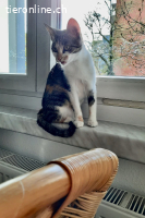 Yara sucht ihr Glück (1 Jahr)