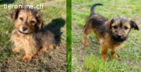 Yara & Yoshy - zwei liebe Yorkshire Mixlis