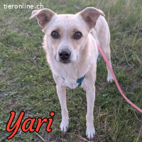 Yari ist bereit für IHRE Familie mit Feingefühl