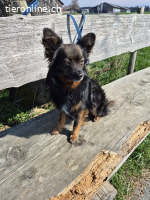 Yogi - feinfühliger und aktiver Hundebub