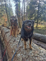 Yogi - feinfühliger und aktiver Hundebub