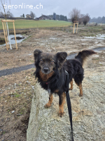 Yogi - feinfühliger und aktiver Hundebub