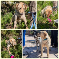 Yoli, w./kastr., geb. 04/2025, Größe: ca. 55 cm/22 kg