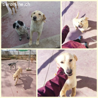 Yoli, w./kastr., geb. 04/2025, Größe: ca. 55 cm/22 kg