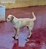 Yoli, w./kastr., geb. 04/2025, Größe: ca. 55 cm/22 kg