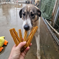 Yona möchte ihren Menschen finden