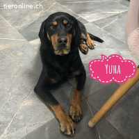 Yuha - absolut - Traumhund