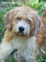 Yuki, ein fröhlicher Sonnenschein sucht ein Zuhause