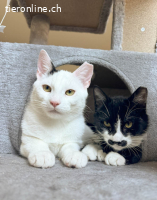 Yuki und Schnurrbert, knapp 1-jährig