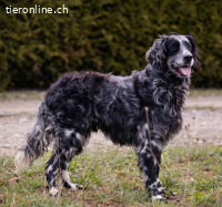 Yuma, der sensible Englisch Setter