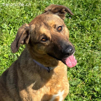 Zara - eine ganz besondere Hündin