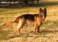 Zara, liebevolle Schäfidame