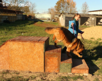 Zara, liebevolle Schäfidame