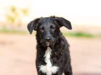 Zara sucht ein liebevolles Zuhause