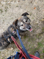 Zarte Kali sucht liebevolles Zuhause voller Geduld und Herz