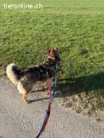 Zarte Kali sucht liebevolles Zuhause voller Geduld und Herz