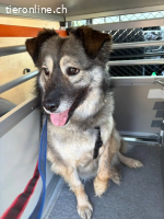 Zarte Kali sucht liebevolles Zuhause voller Geduld und Herz