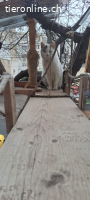 Zarte Katzendame sucht liebevolles Zuhause