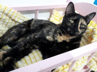 Zarte Seele Nina Simone sucht ihren Menschen