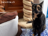 Zarte Seele Nina Simone sucht ihren Menschen