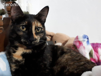 Zarte Seele Nina Simone sucht ihren Menschen