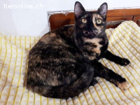 Zarte Seele Nina Simone sucht ihren Menschen