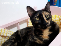 Zarte Seele Nina Simone sucht ihren Menschen