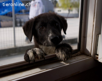 Zarte Socke sucht ihre Herzensmenschen